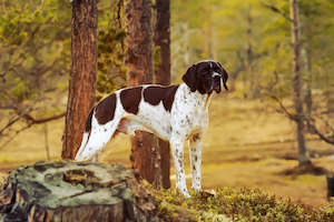 English Pointer